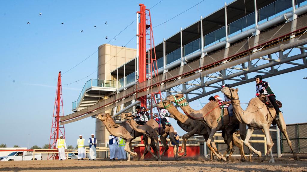 3 فئات للمرة الأولى تدشن انطلاقة السباقات التمهيدية لماراثون اليوم الوطني للهجن في دبي