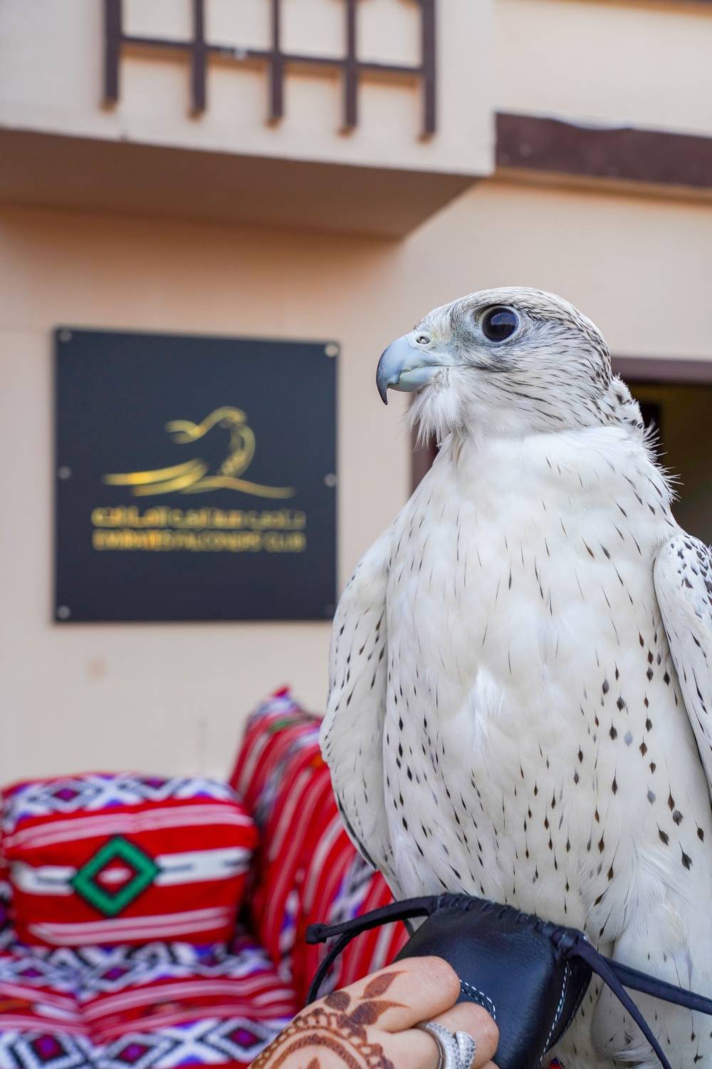 نادي صقاري الإمارات حاضر دوماً في مهرجان الشيخ زايد 