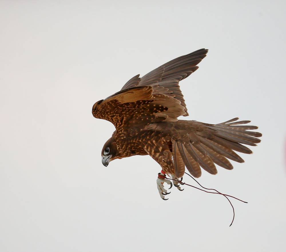 بطولة فزاع للصيد بالصقور تنطلق بمشاركة كبيرة ومنافسة قوية في أشواط العامة مُلاك 223 طيراً تحلق بحثاً عن التفوق في اليوم الأول للمنافسات