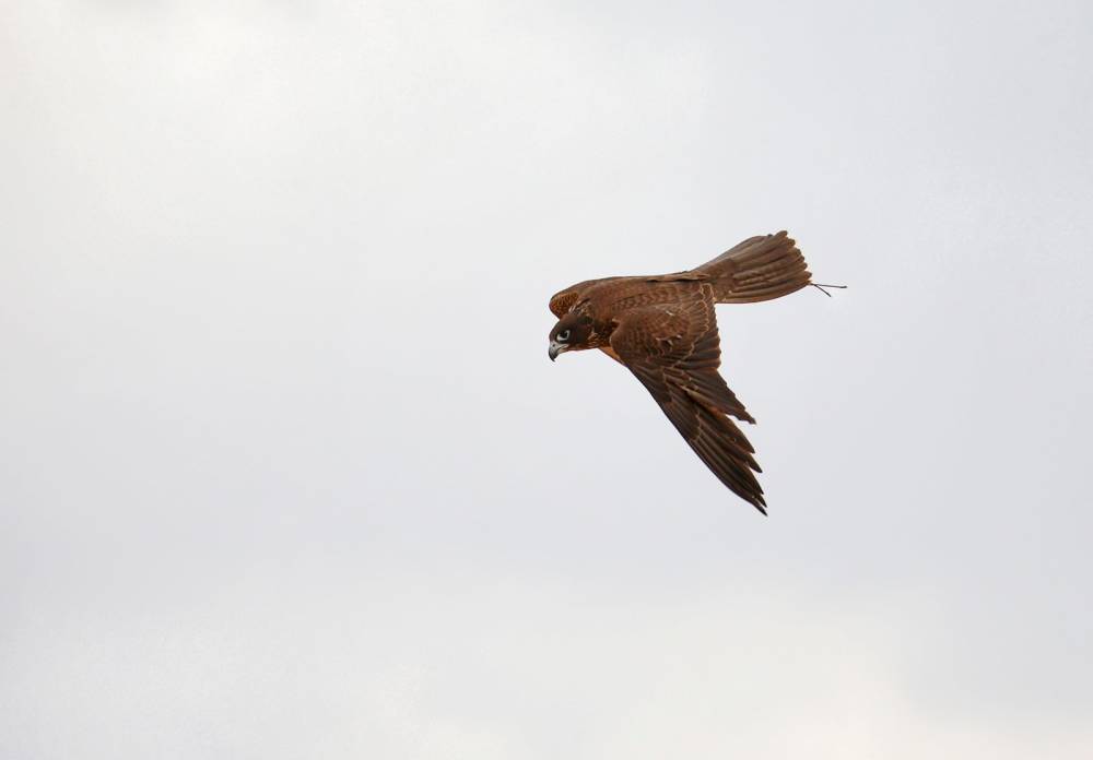 بطولة فزاع للصيد بالصقور تنطلق بمشاركة كبيرة ومنافسة قوية في أشواط العامة مُلاك 223 طيراً تحلق بحثاً عن التفوق في اليوم الأول للمنافسات