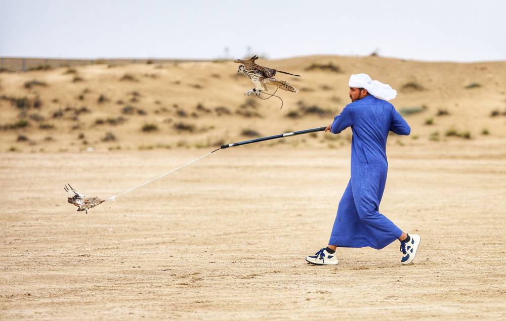 بطولة فزاع للصيد بالصقور تنطلق بمشاركة كبيرة ومنافسة قوية في أشواط العامة مُلاك 223 طيراً تحلق بحثاً عن التفوق في اليوم الأول للمنافسات