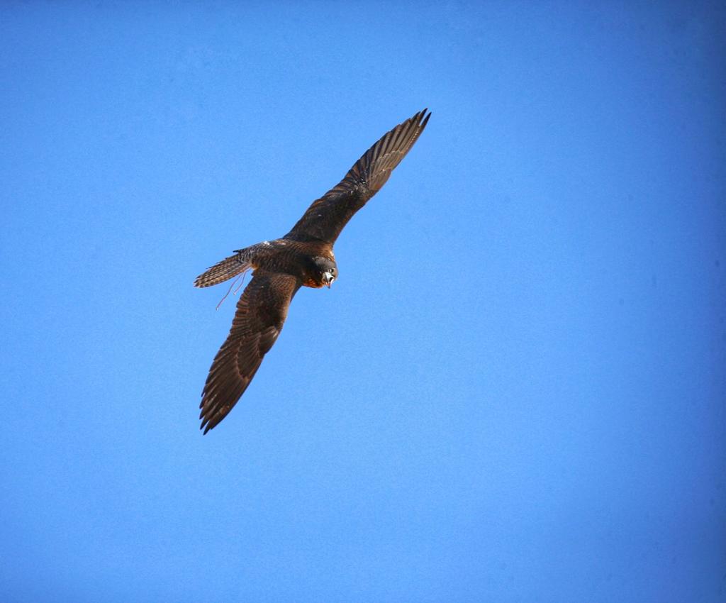 انطلاقة قوية ومشاركة خليجية فيالعامة مفتوح لبطولة فزاع للصيد بالصقور