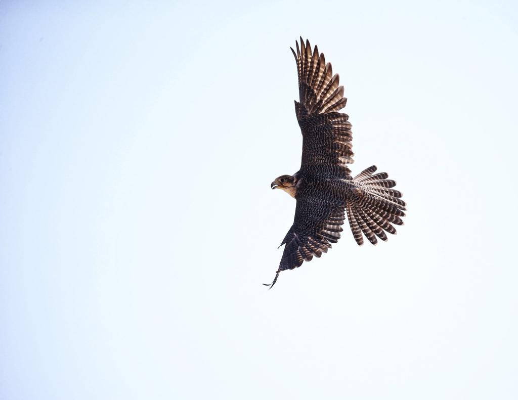 انطلاقة قوية ومشاركة خليجية فيالعامة مفتوح لبطولة فزاع للصيد بالصقور