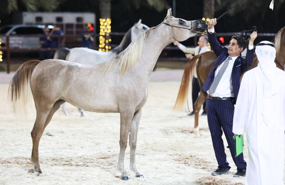 في ختام بطولة عجمان للخيل العربية الأصيلة 2023