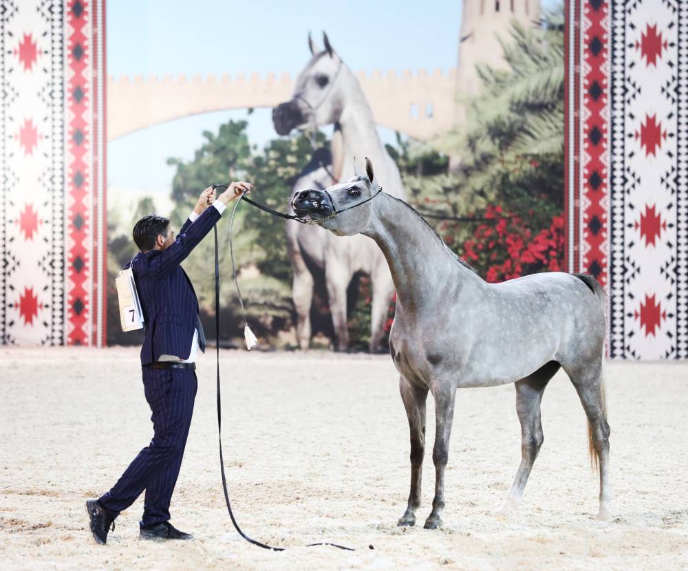 في ختام بطولة عجمان للخيل العربية الأصيلة 2023