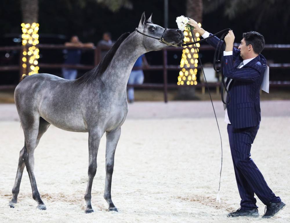 في ختام بطولة عجمان للخيل العربية الأصيلة 2023