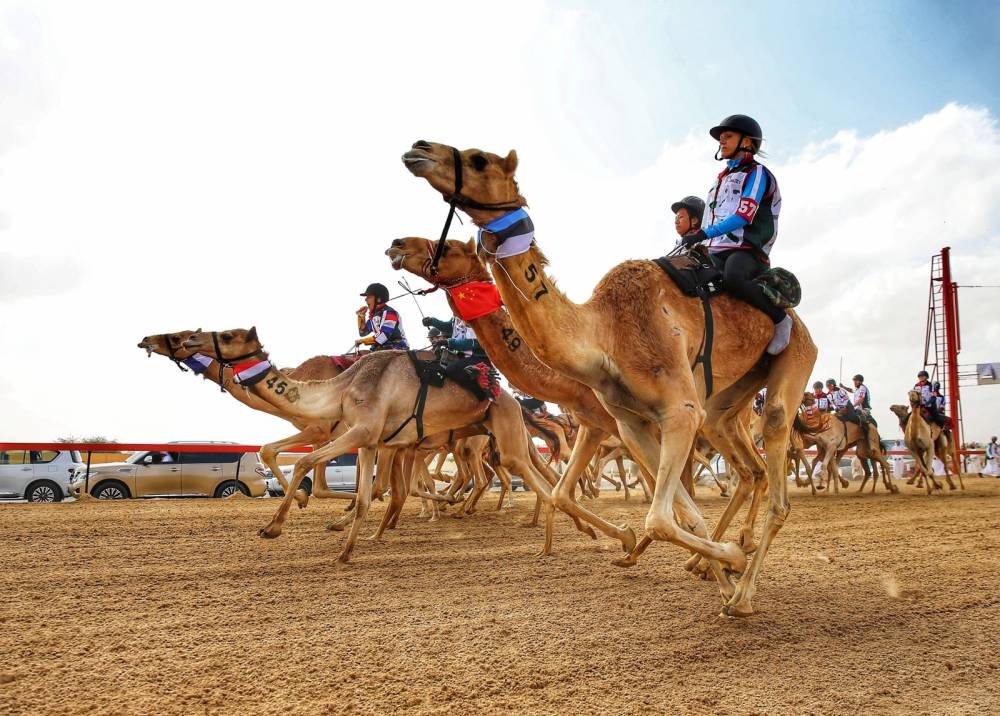 ماراثون رحلة الهجن التراثية لغير المواطنين مسك ختام مهرجان ولي عهد دبي