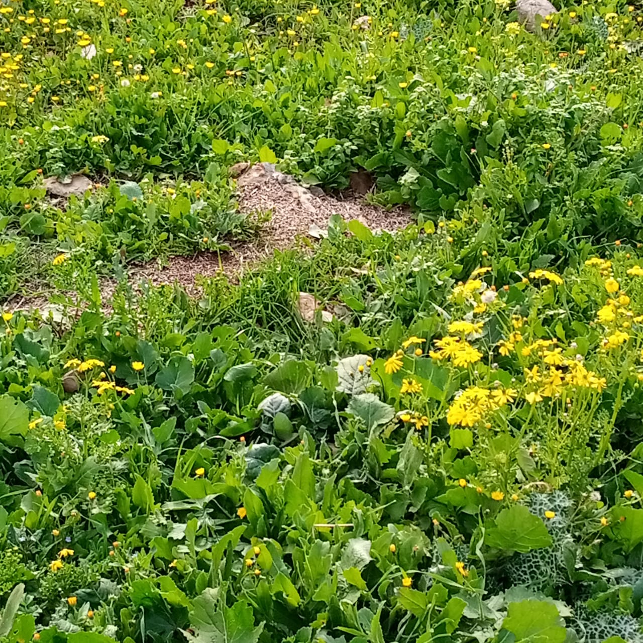 يسرى أبوعنيز تكتب : الأمطار..والثلوج تُعيد للأرض بهجتها..وتُلبسها ثوبها الأخضر