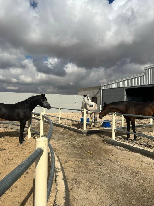 افتتاح أول إسطبل متكامل في الأردن .. يحوي مسبح وGYM ومستشفى للخيل صور