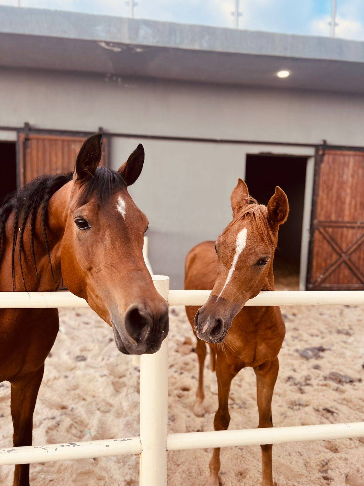 افتتاح أول إسطبل متكامل في الأردن .. يحوي مسبح وGYM ومستشفى للخيل صور 