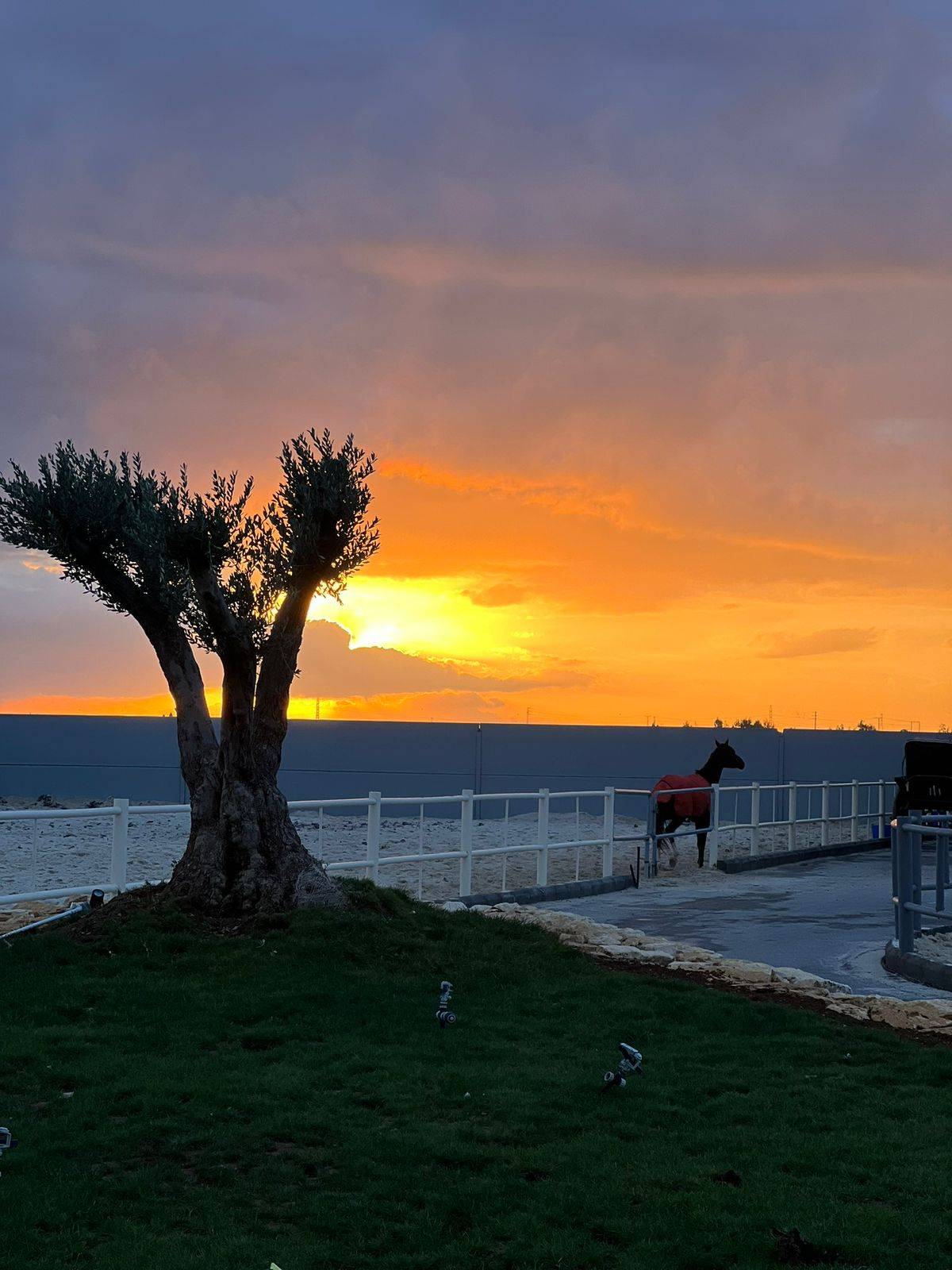 افتتاح أول إسطبل متكامل في الأردن .. يحوي مسبح وGYM ومستشفى للخيل صور 