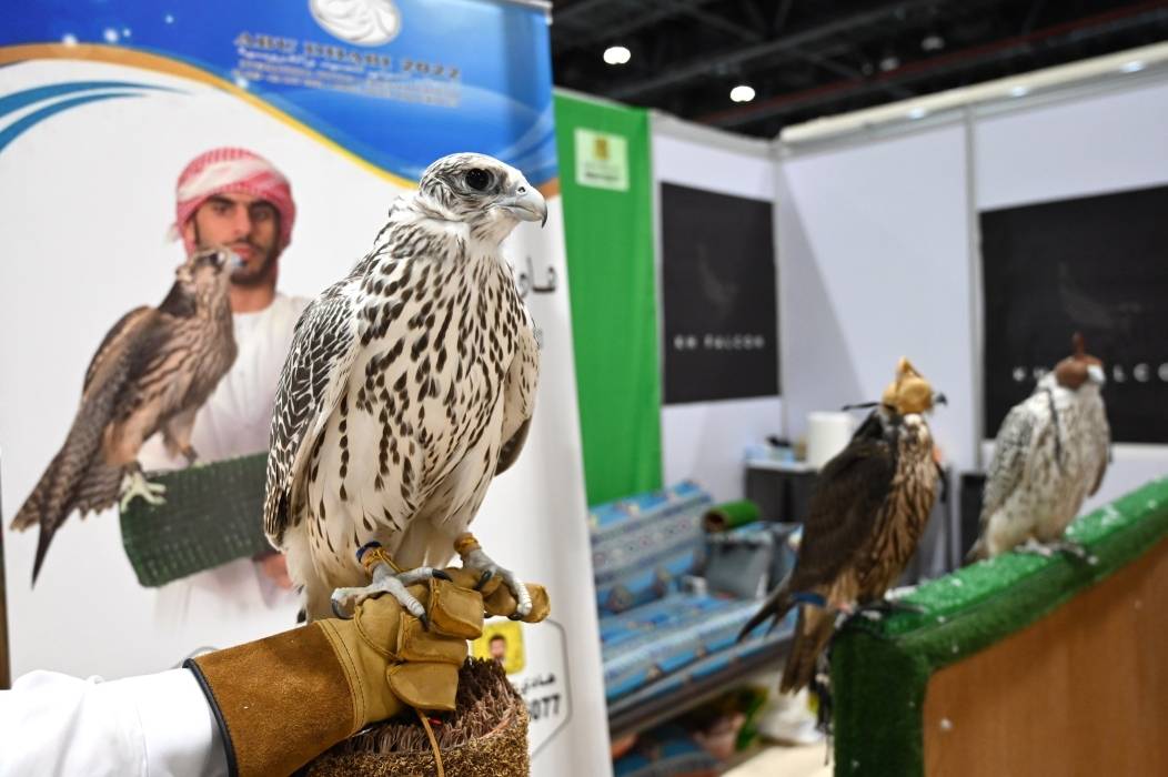 الصقارة بين الماضي والحاضر في معرض أبوظبي الدولي للصيد 2023