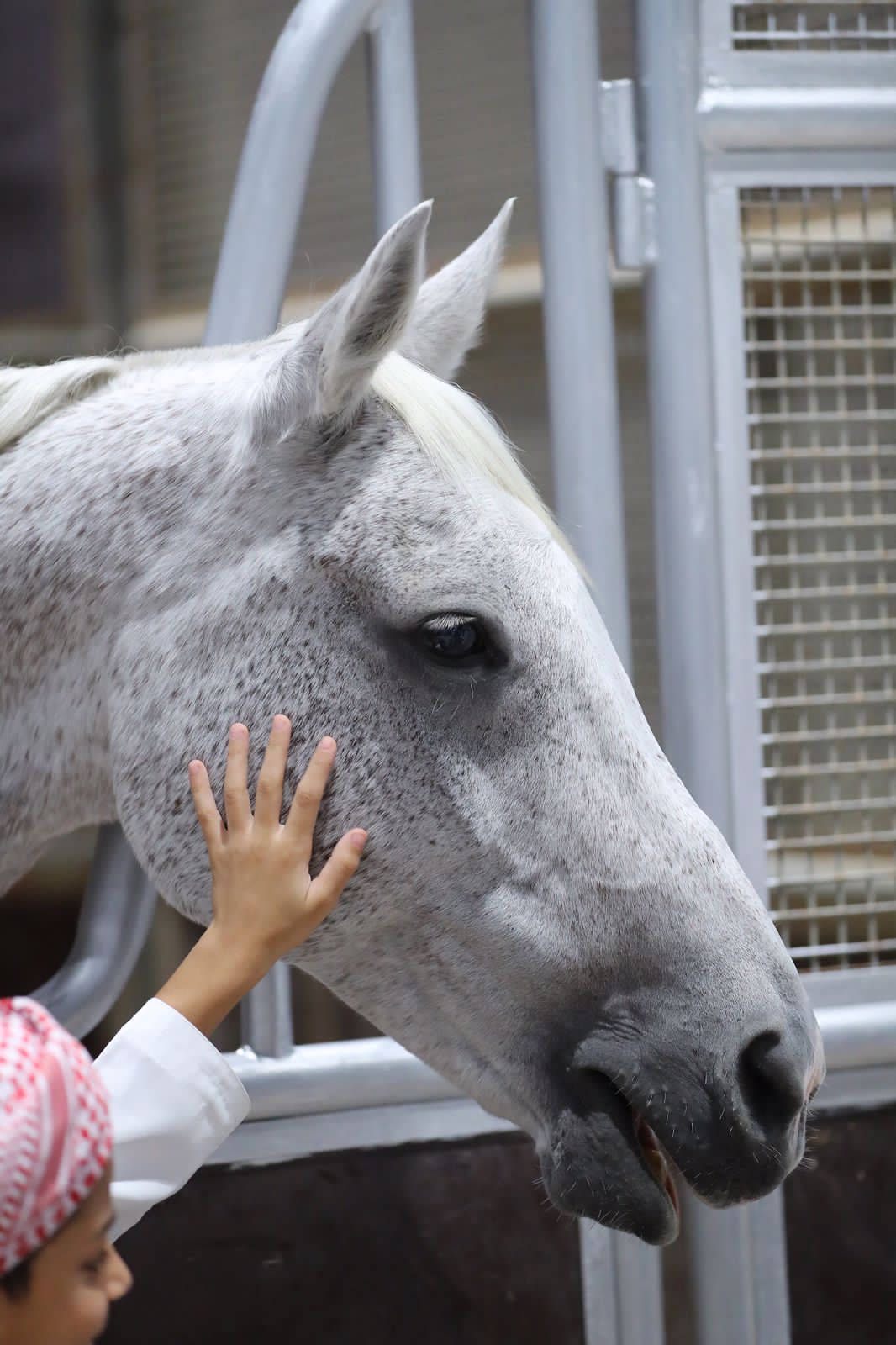 قفزة نوعية في فعاليات الفروسية يُحققها معرض أبوظبي الدولي للصيد 