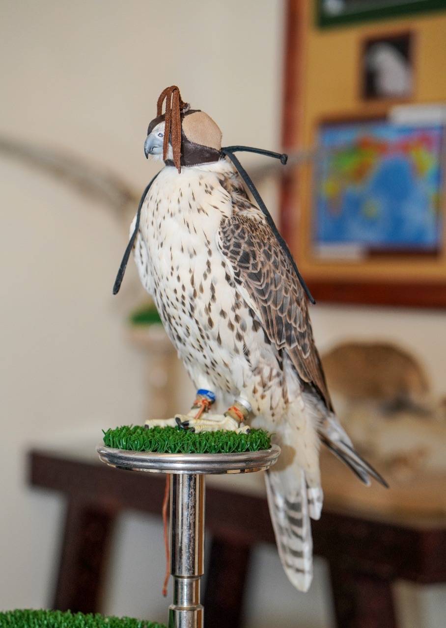 معرض أبوظبي الدولي للصيد والفروسية يُطلق مُسابقة أجمل وأفضل وكر تقليدي للصقور