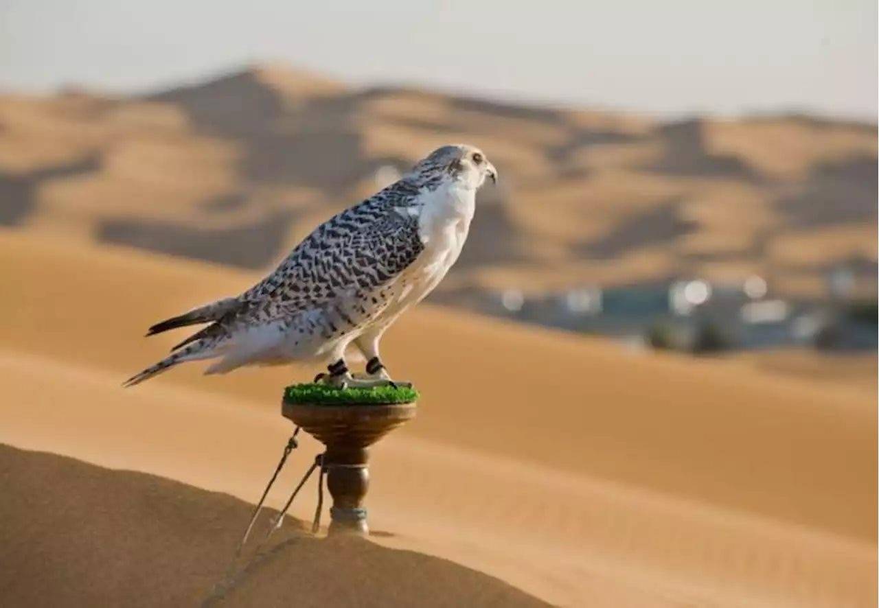 معرض أبوظبي الدولي للصيد والفروسية يُطلق مُسابقة أجمل وأفضل وكر تقليدي للصقور