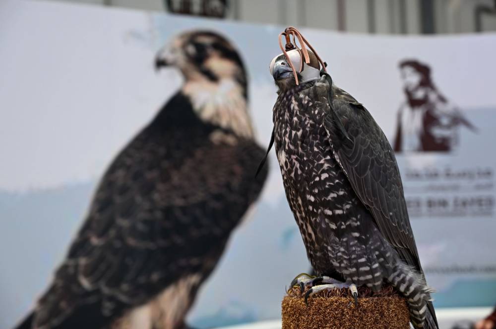 معرض أبوظبي الدولي للصيد يُطلق نسخة ثانية من مُسابقة أجمل برقع للصقور 