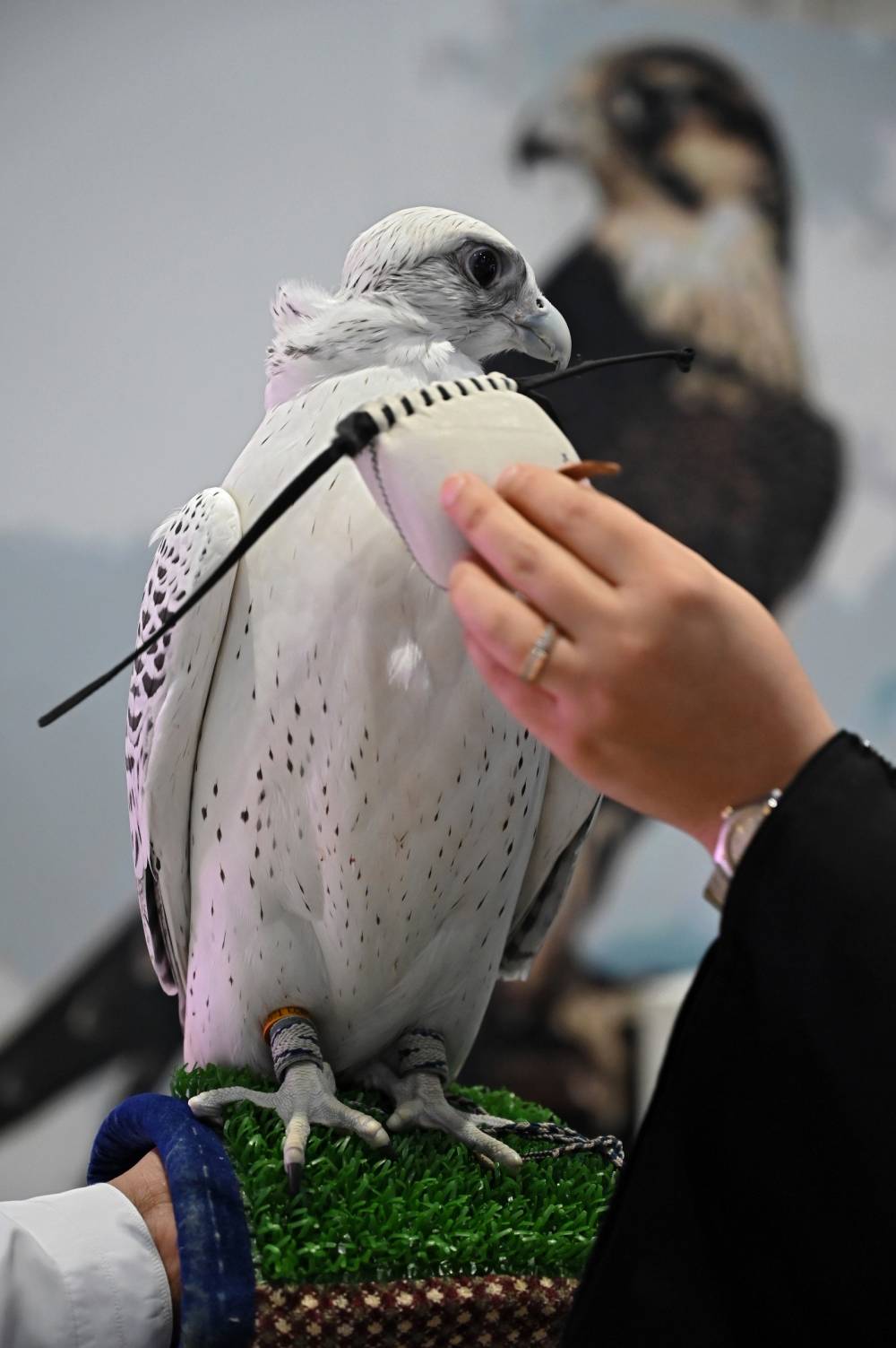 معرض أبوظبي الدولي للصيد يُطلق نسخة ثانية من مُسابقة أجمل برقع للصقور 