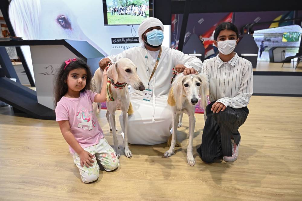 السلوقي العربي حاضر دوماً في معرض أبوظبي الدولي للصيد والفروسية 