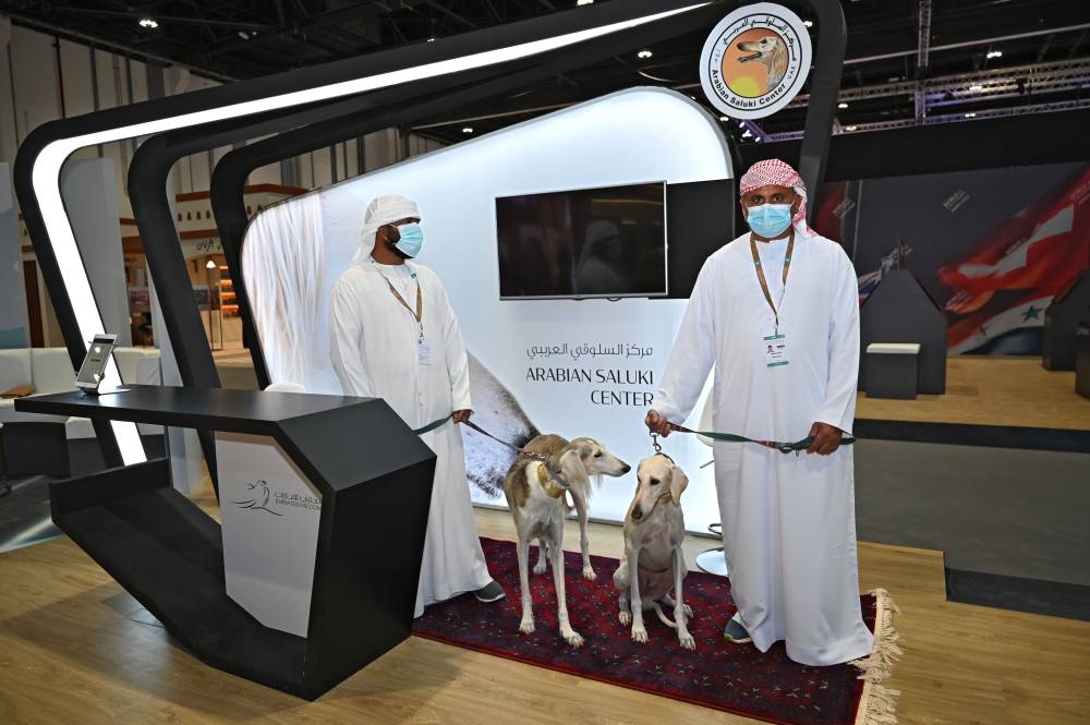 السلوقي العربي حاضر دوماً في معرض أبوظبي الدولي للصيد والفروسية 