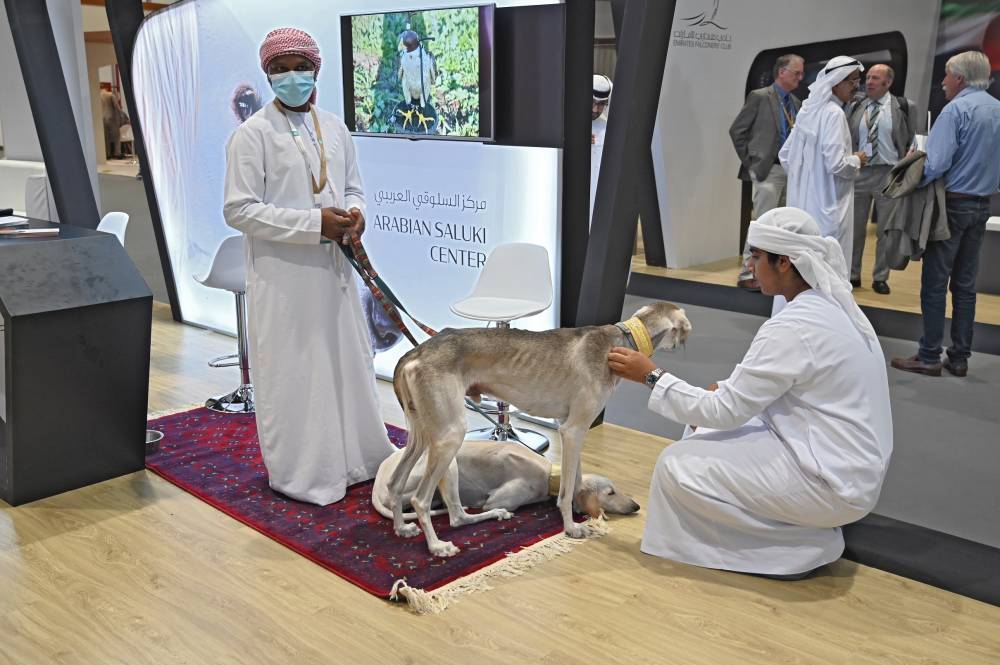 السلوقي العربي حاضر دوماً في معرض أبوظبي الدولي للصيد والفروسية 