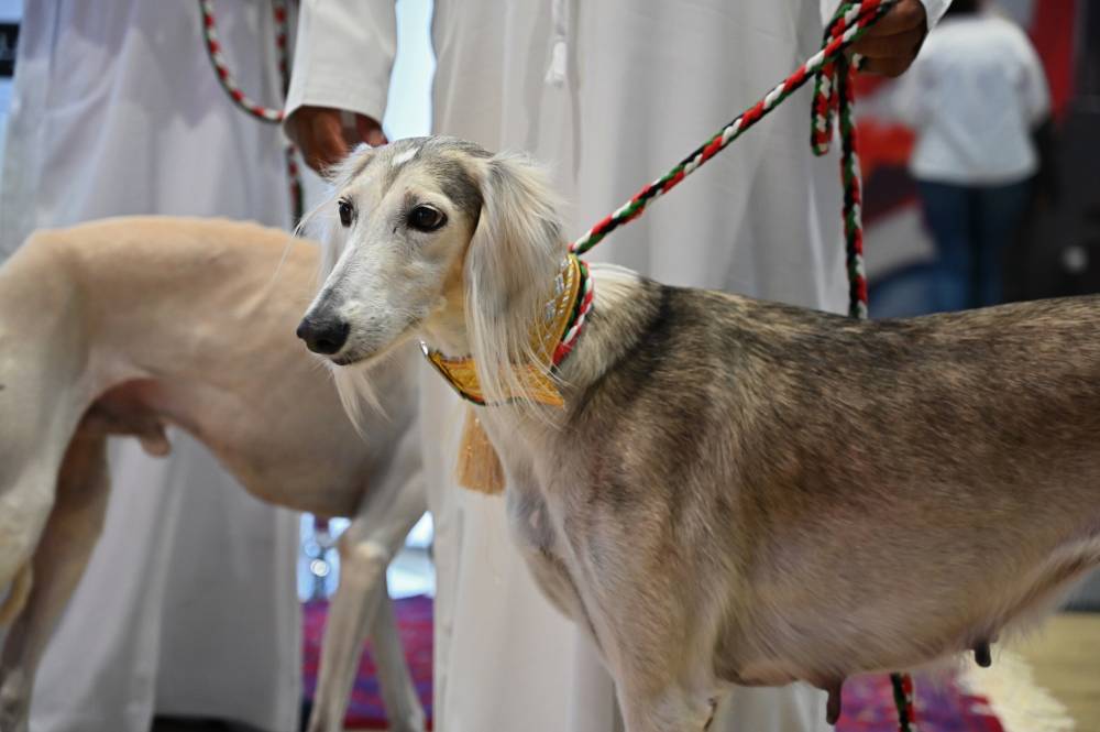 السلوقي العربي حاضر دوماً في معرض أبوظبي الدولي للصيد والفروسية 