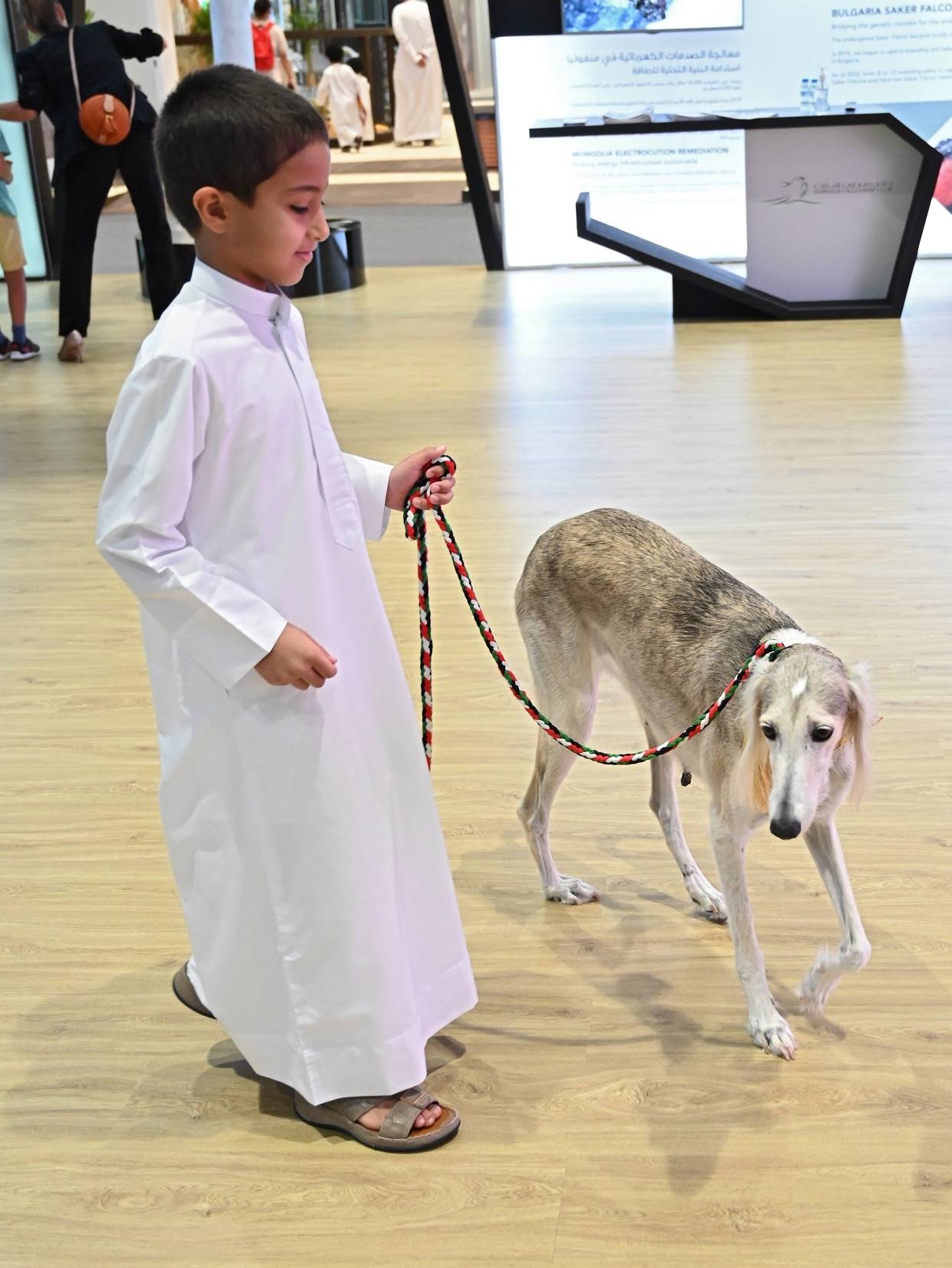 السلوقي العربي حاضر دوماً في معرض أبوظبي الدولي للصيد والفروسية 