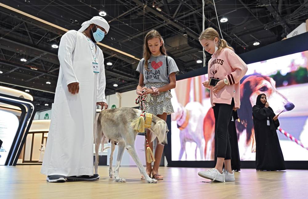 السلوقي العربي حاضر دوماً في معرض أبوظبي الدولي للصيد والفروسية 