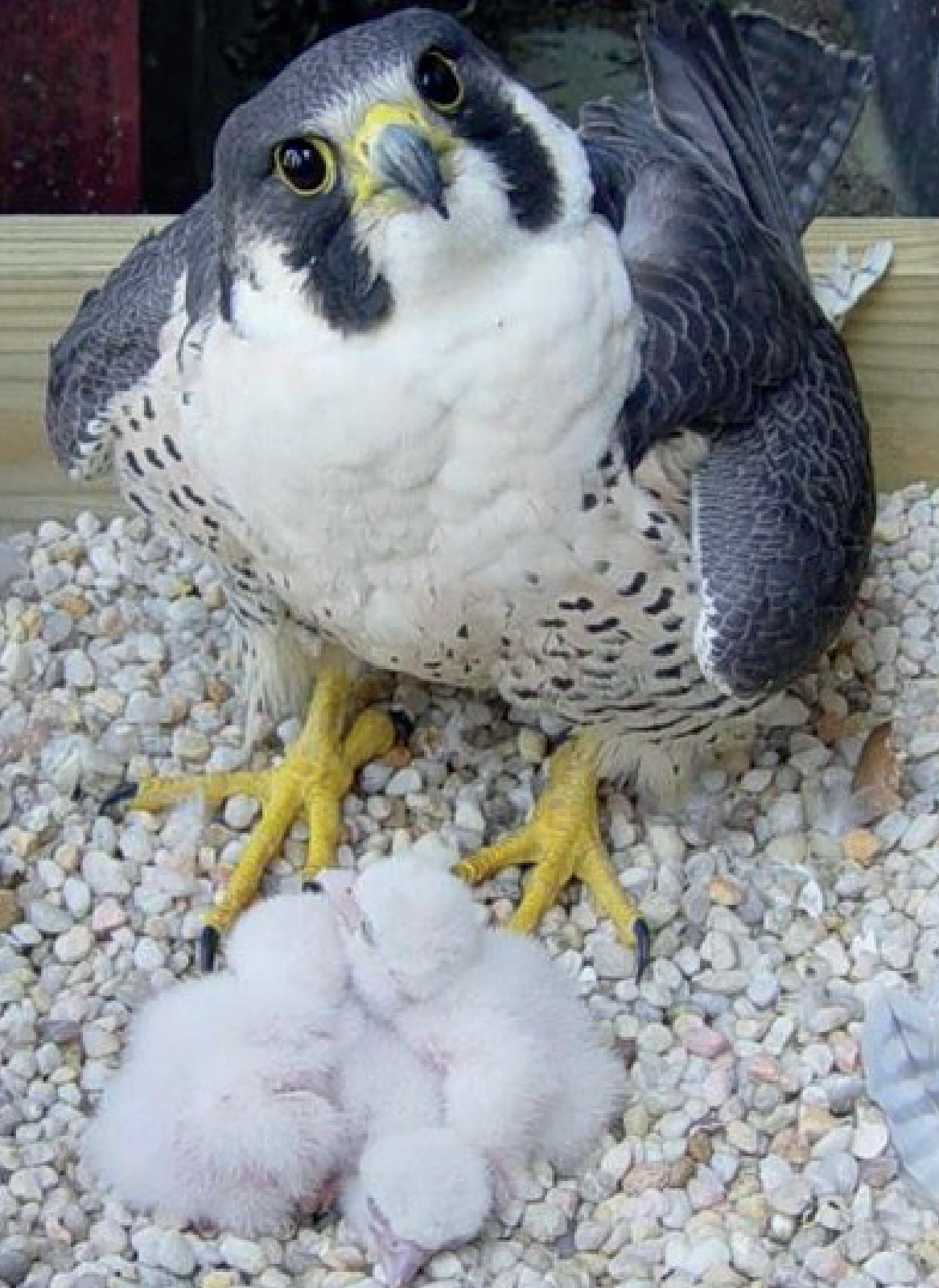 معرض أبوظبي للصيد منصّة عالمية لتلبية احتياجات الصقارين المُتزايدة من الصقور المكاثرة في الأسر 