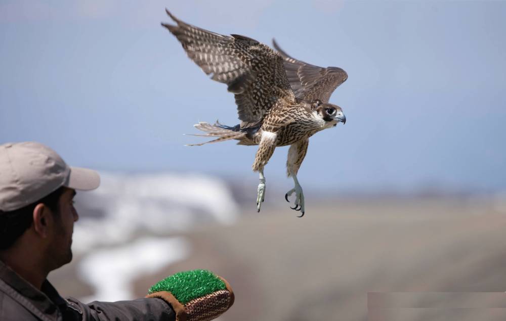معرض أبوظبي للصيد منصّة عالمية لتلبية احتياجات الصقارين المُتزايدة من الصقور المكاثرة في الأسر 