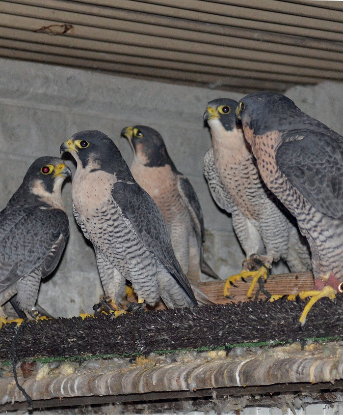 معرض أبوظبي للصيد منصّة عالمية لتلبية احتياجات الصقارين المُتزايدة من الصقور المكاثرة في الأسر 