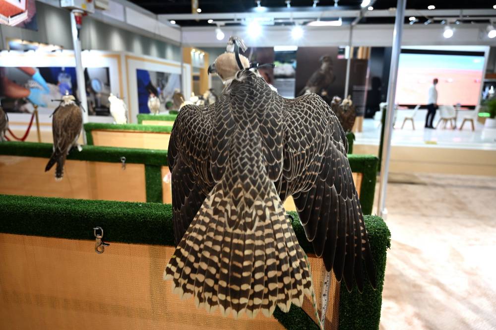 معرض أبوظبي للصيد منصّة عالمية لتلبية احتياجات الصقارين المُتزايدة من الصقور المكاثرة في الأسر 