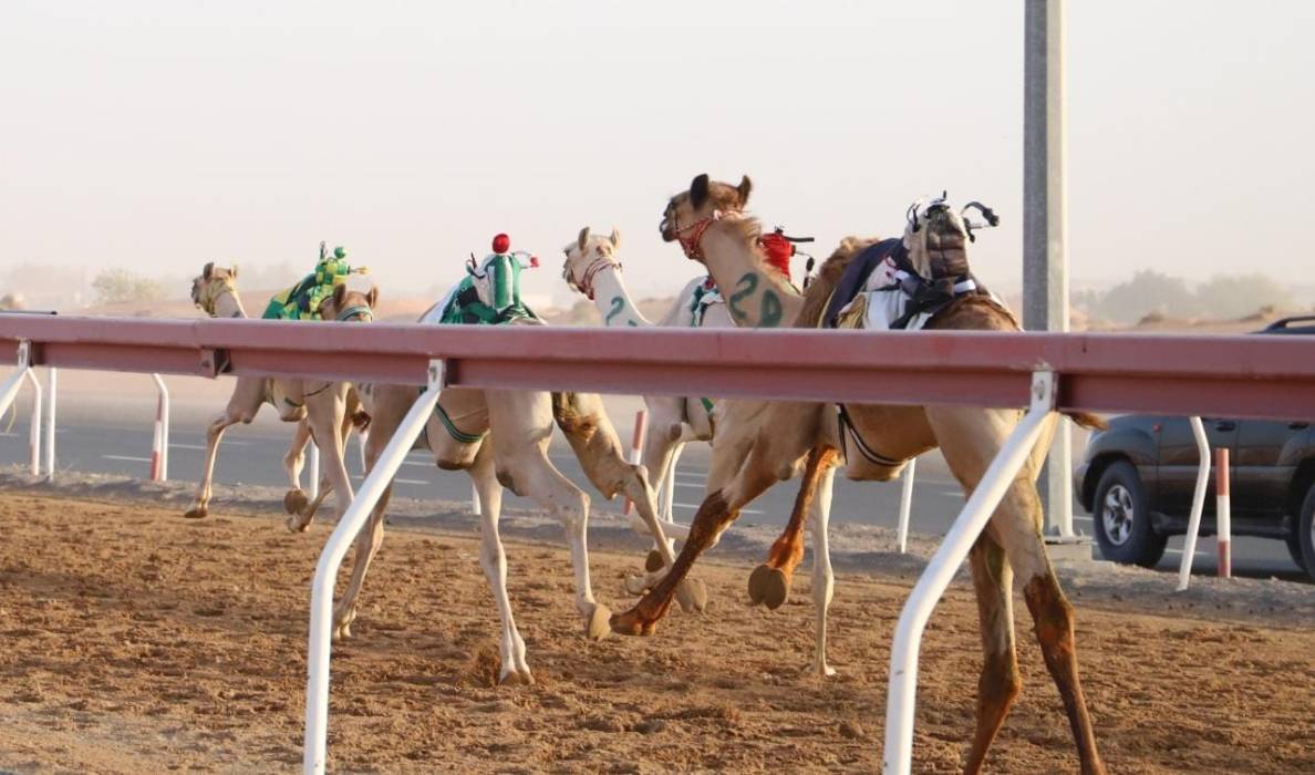 ميدان الذيد يحتضن منافسات سباقات سن الفطامين