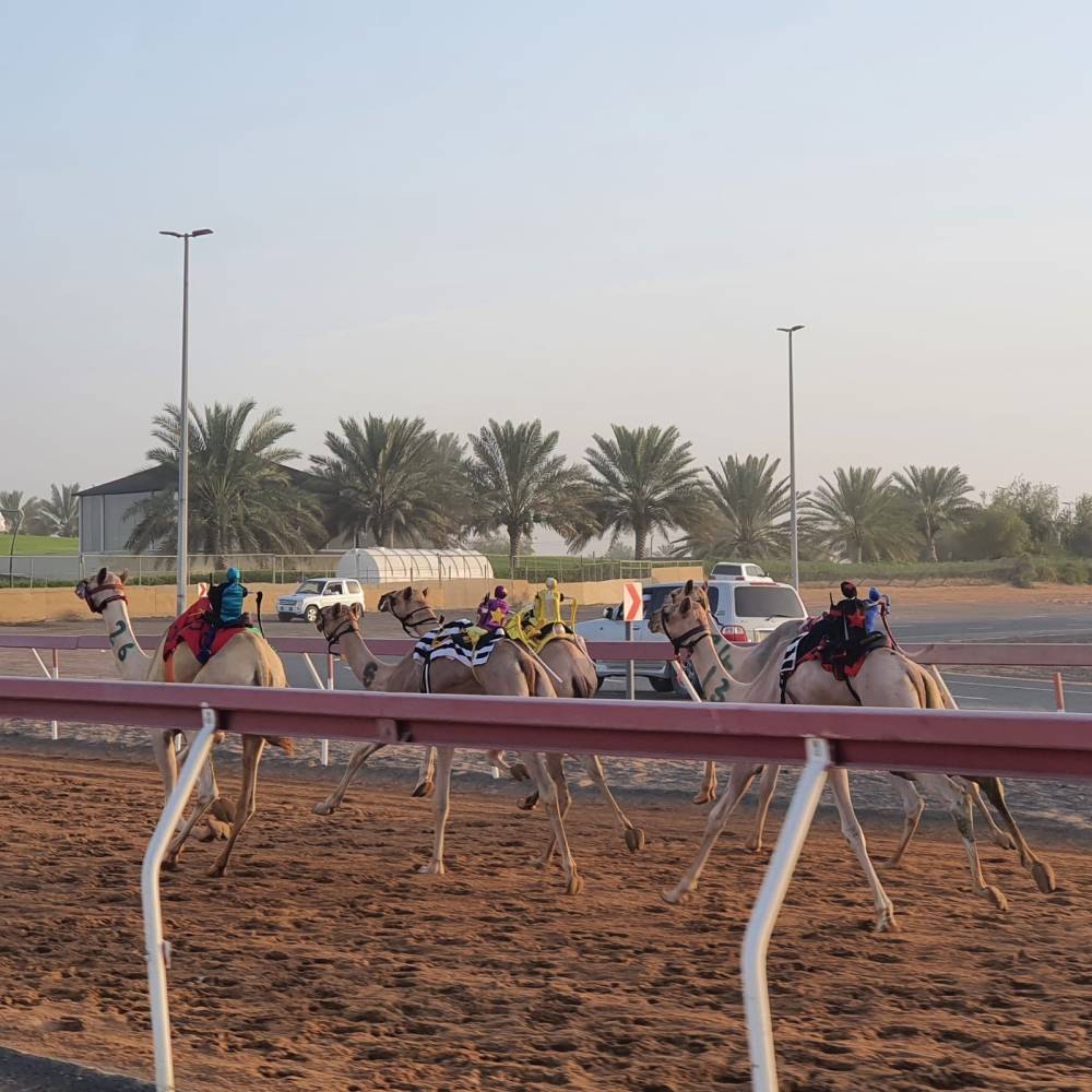 ميدان الذيد يحتضن منافسات سباقات سن الفطامين
