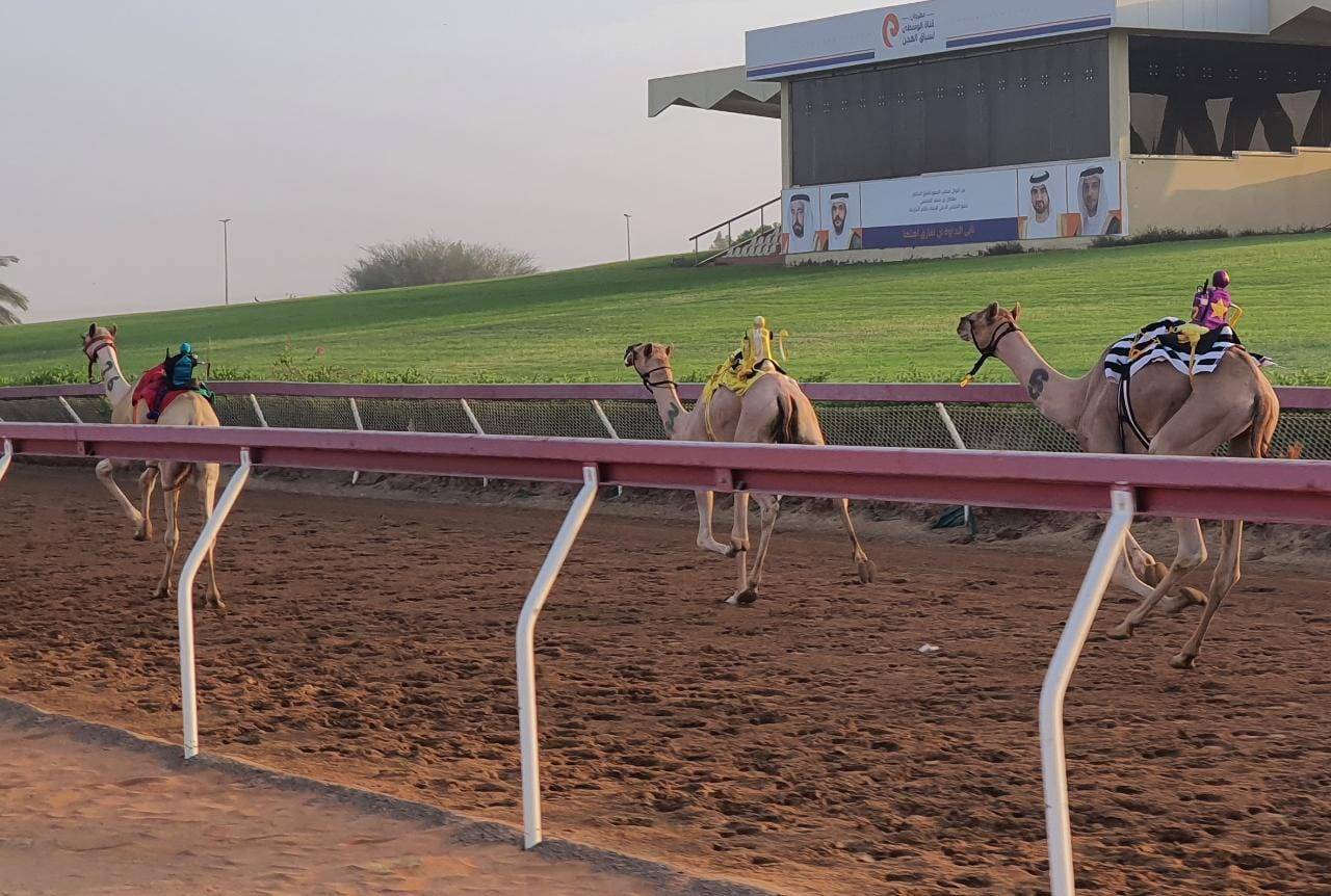 ميدان الذيد يحتضن منافسات سباقات سن الفطامين
