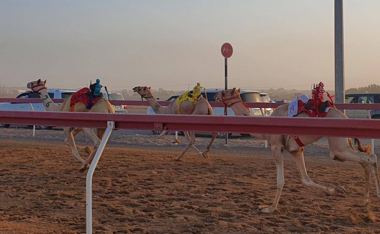 ميدان الذيد يحتضن منافسات سباقات سن الفطامين