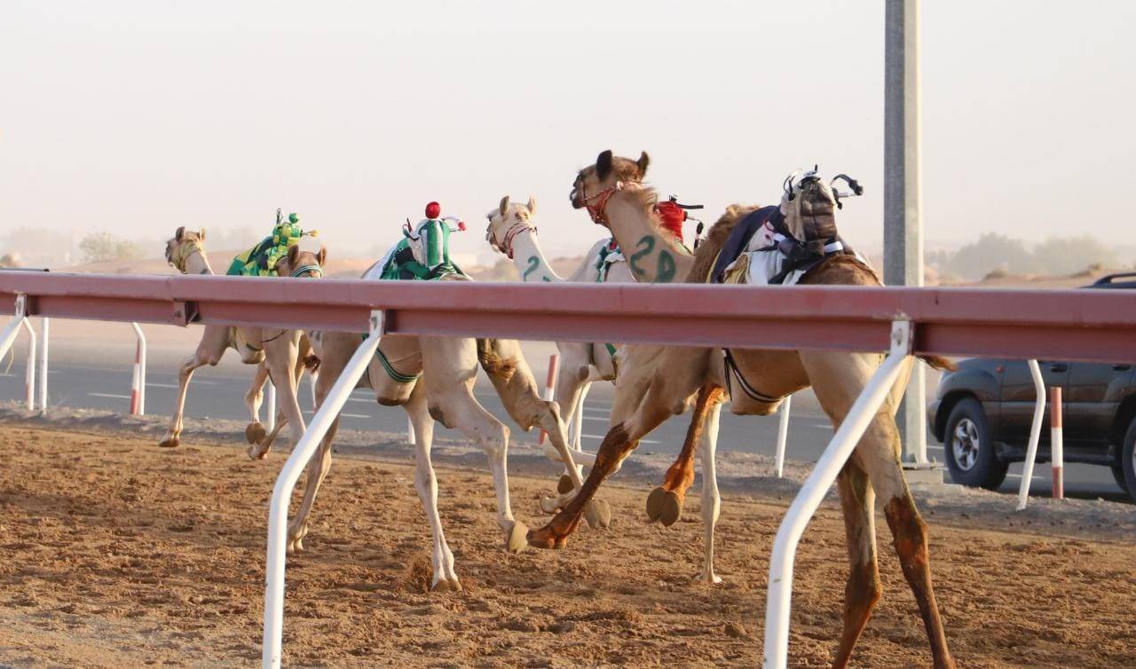ميدان الذيد يحتضن منافسات سباقات سن الفطامين