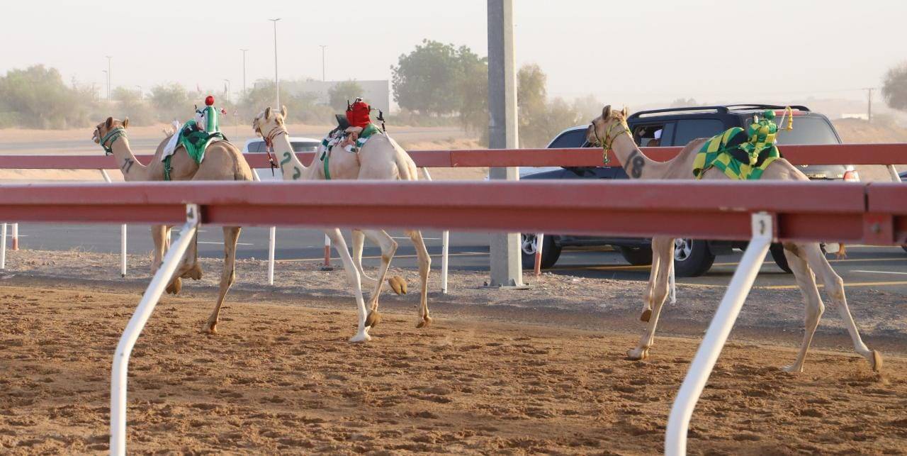 ميدان الذيد يحتضن منافسات سباقات سن الفطامين