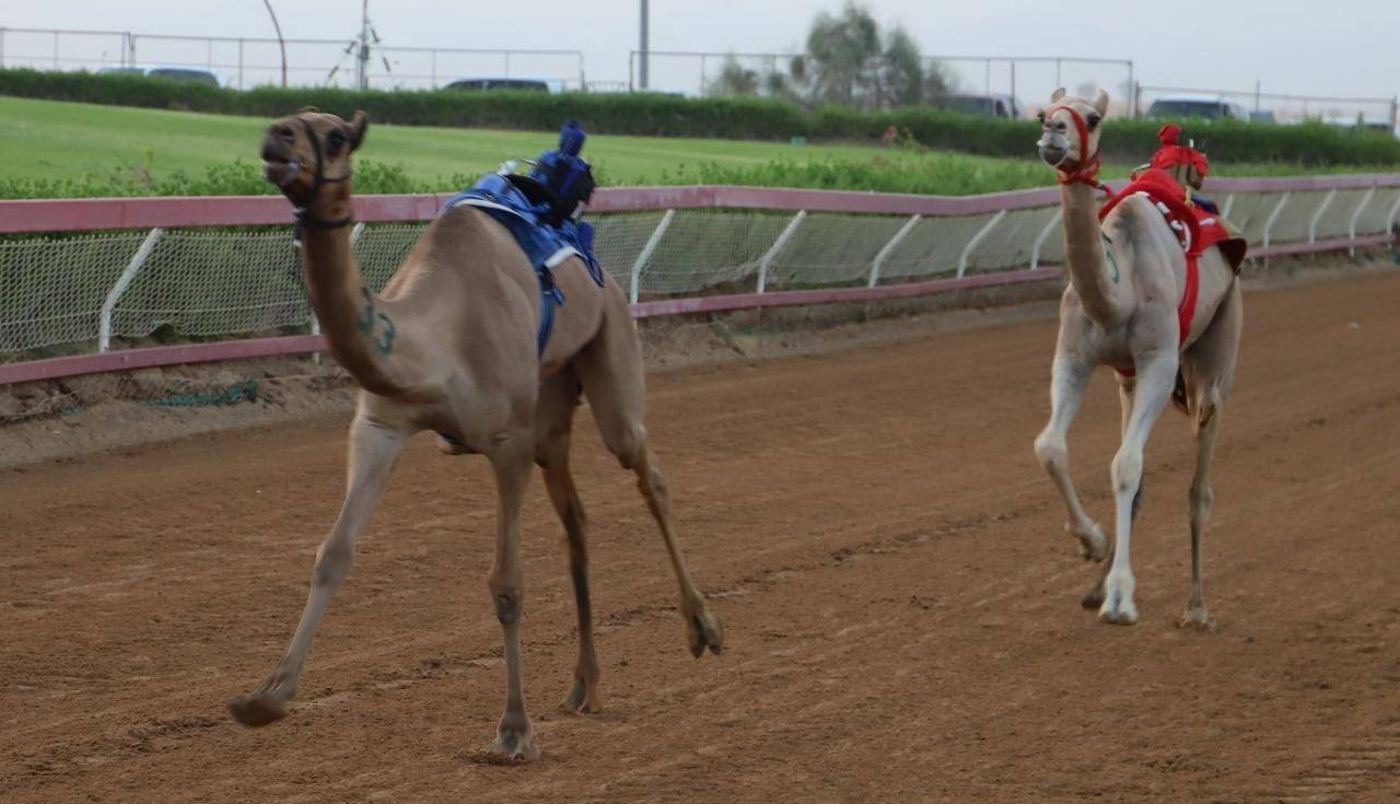 ميدان الذيد يحتضن منافسات سباقات سن الفطامين