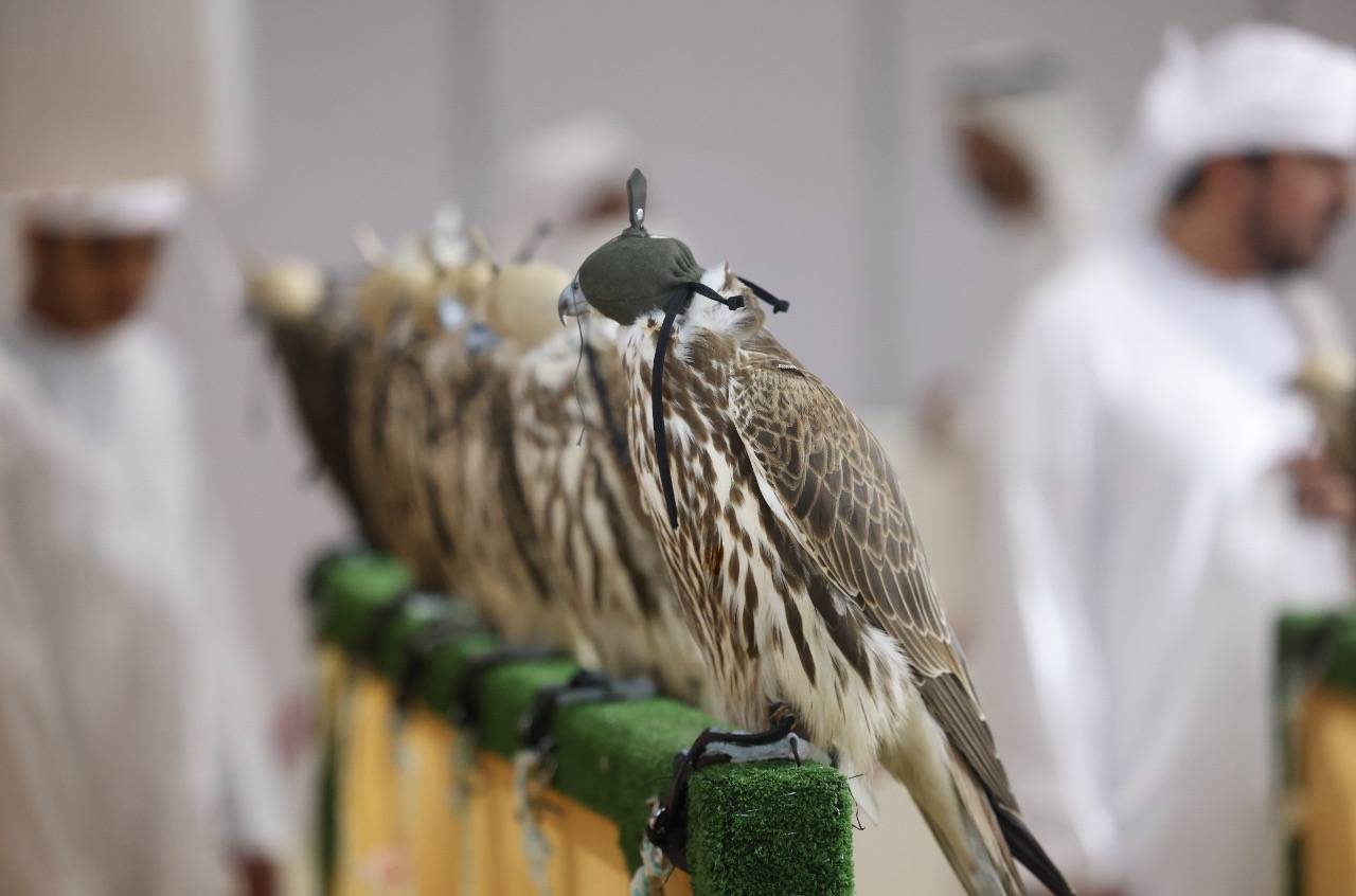 2 سبتمبر المقبل موعد انطلاق معرض أبوظبي الدولي للصيد والفروسية