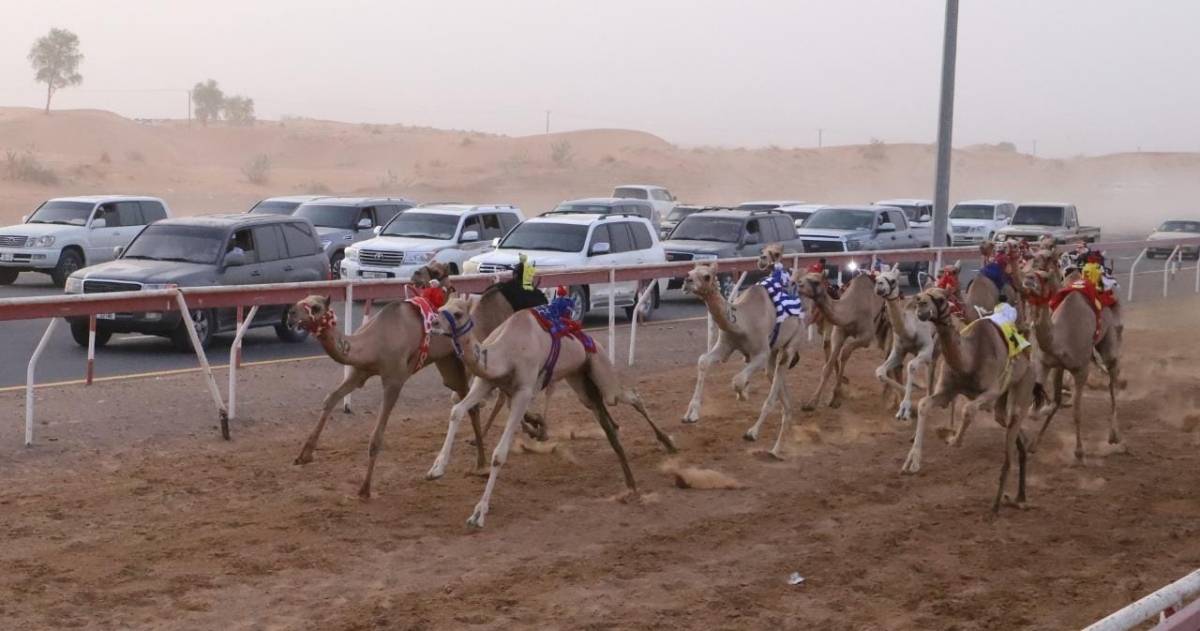 منافسات سباق سن الفطامين تتواصل بميدان الذيد