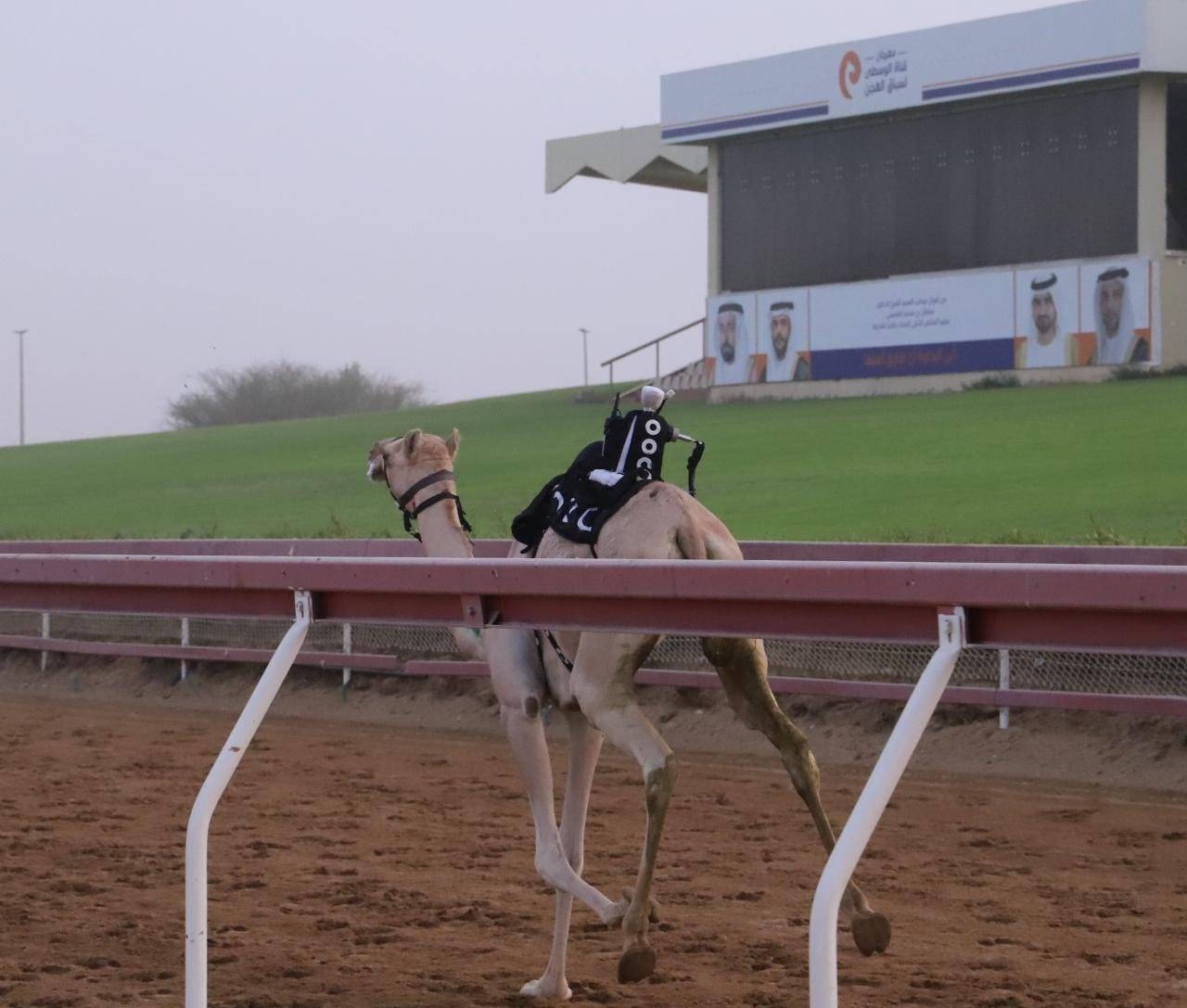 منافسات سباق سن الفطامين تتواصل بميدان الذيد