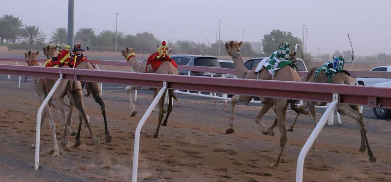 منافسات سباق سن الفطامين تتواصل بميدان الذيد