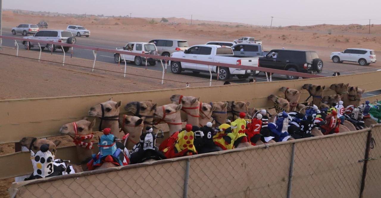 منافسات سباق سن الفطامين تتواصل بميدان الذيد