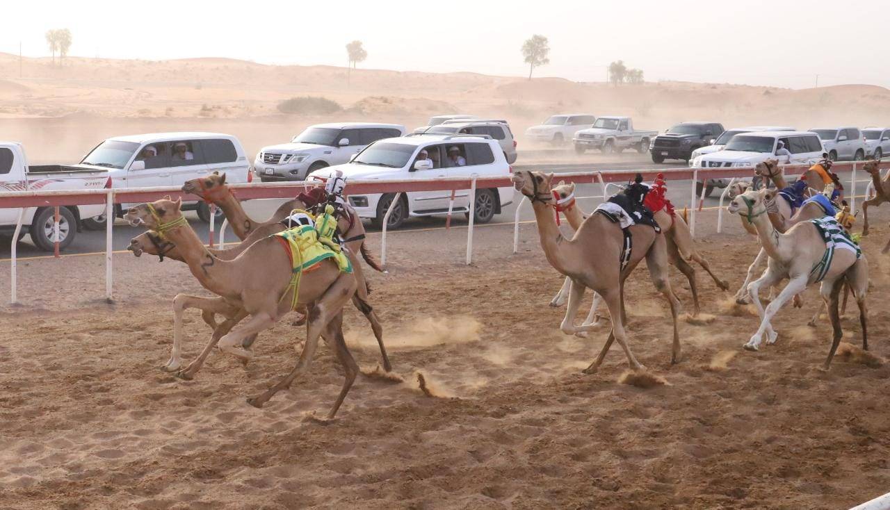 منافسات سباق سن الفطامين تتواصل بميدان الذيد