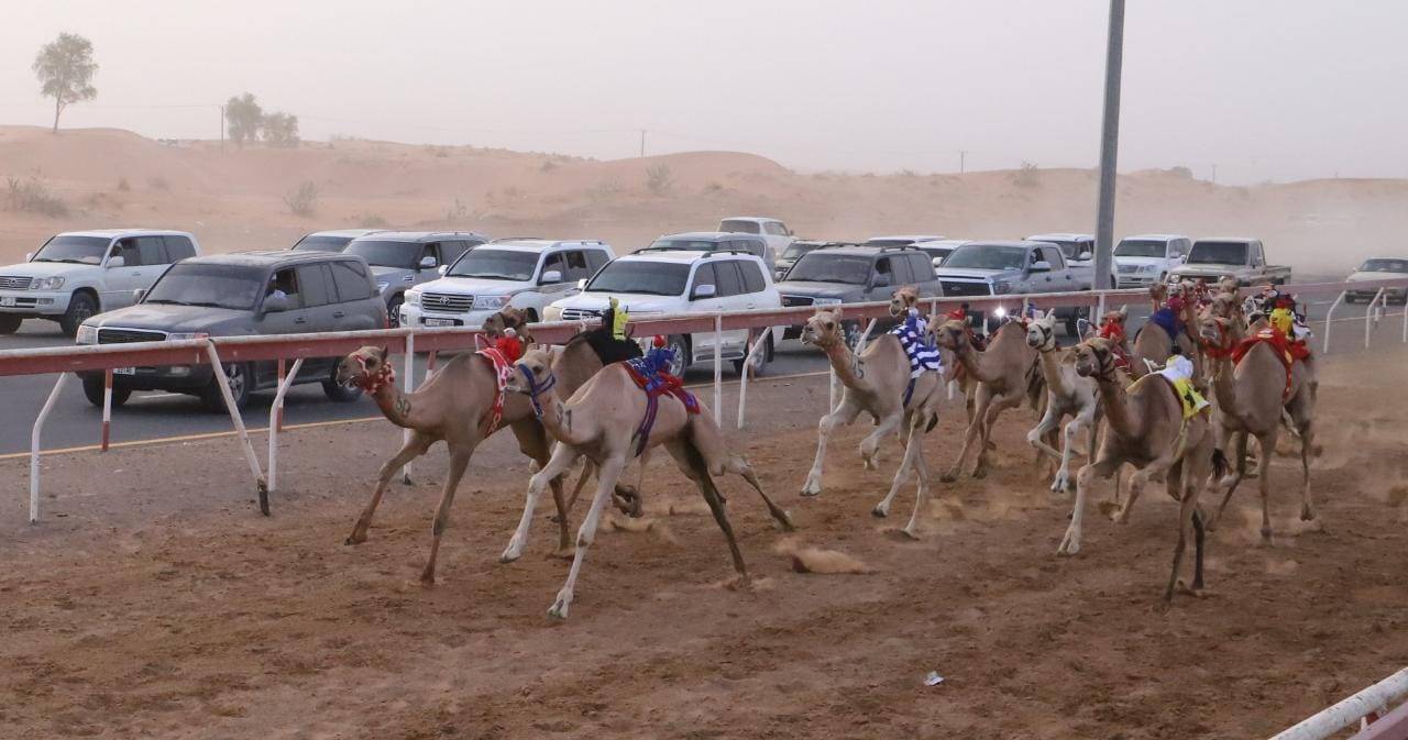 منافسات سباق سن الفطامين تتواصل بميدان الذيد
