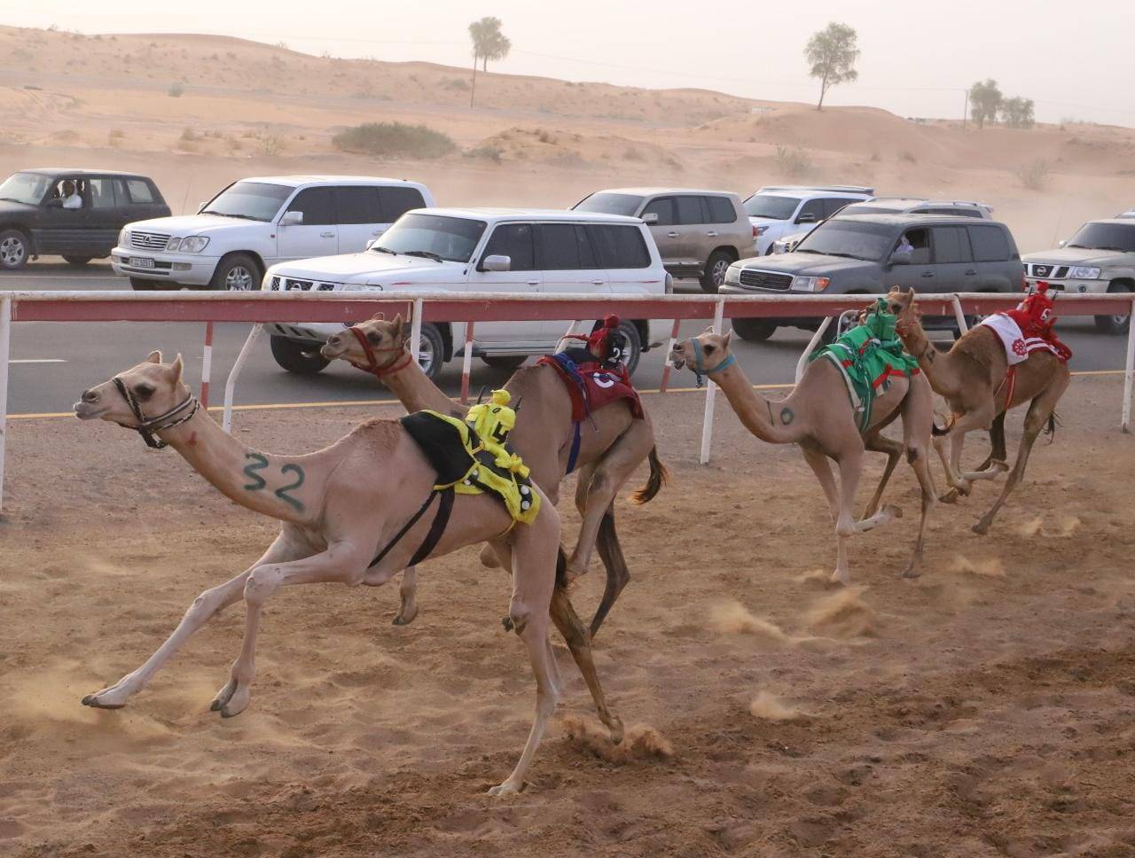 منافسات سباق سن الفطامين تتواصل بميدان الذيد