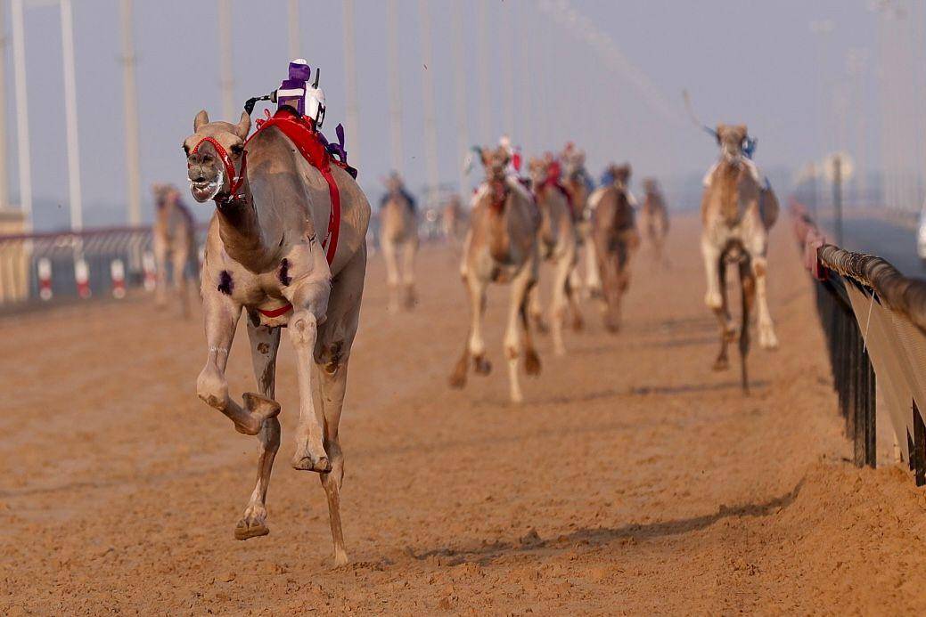 منافسات مهرجان هجن الظبي للملاك ذوي الاعداد المحدودة تنطلق