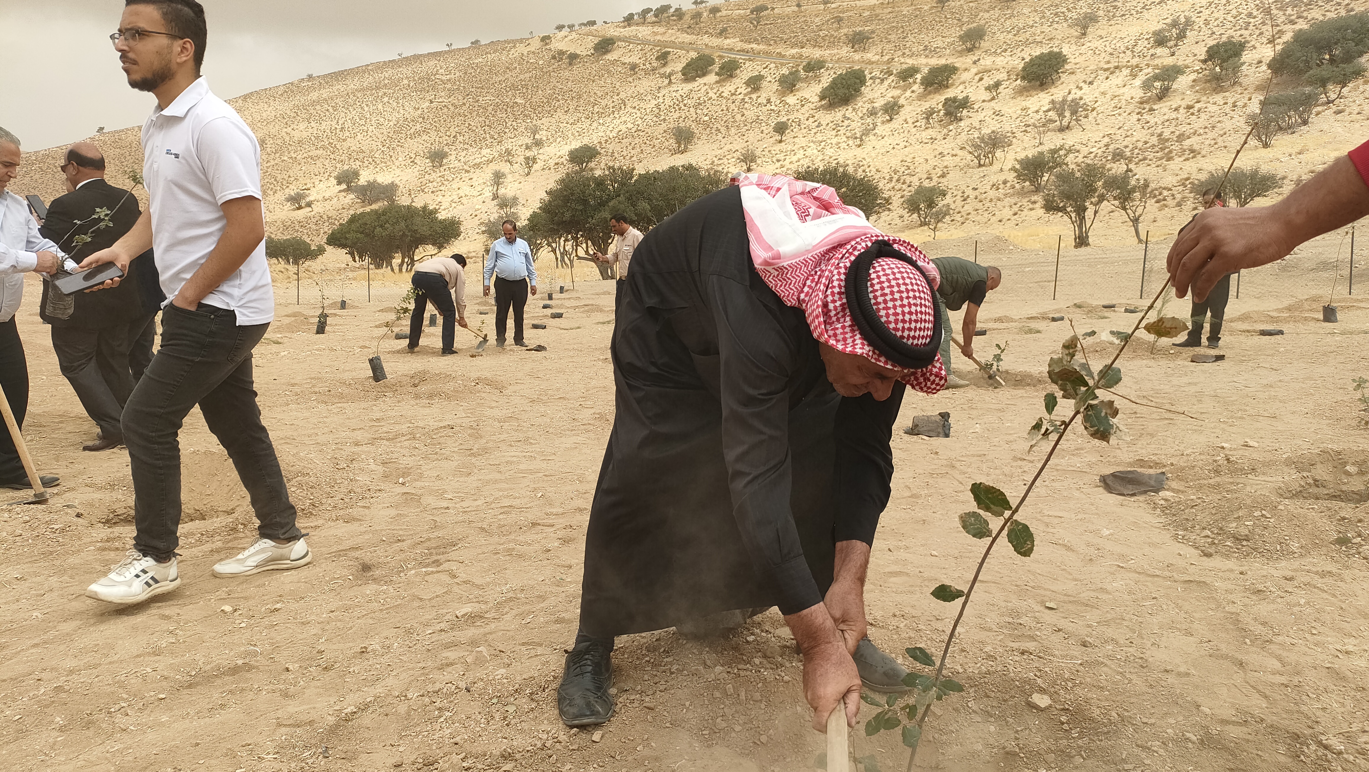 مديرية زراعة اقليم البترا وبتعاون مع القطاع الخاص تقوم بزرع اشجار البلوط في منطقة الهيشه 