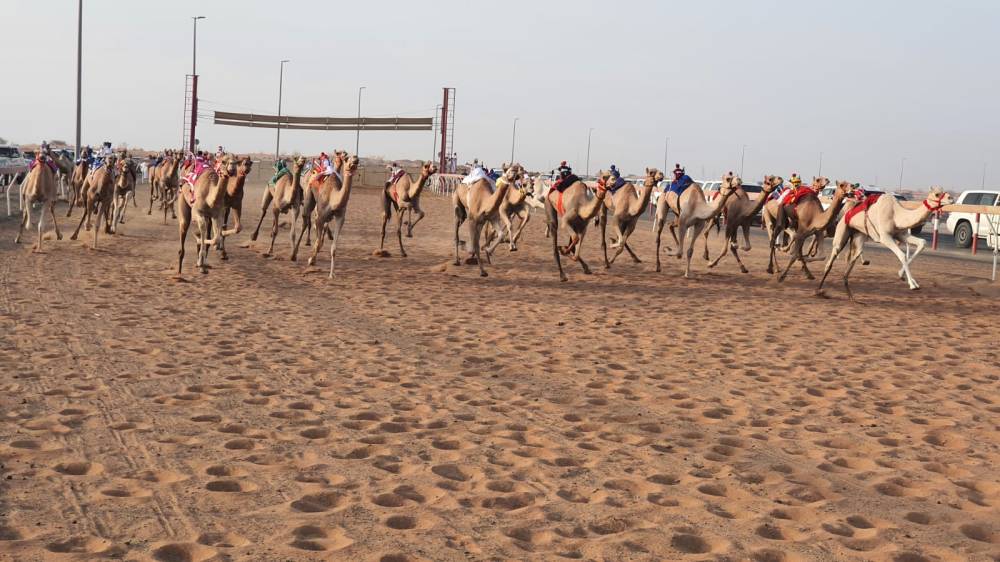انطلاق منافسات سن الحقايق لسباق شارة ديوان رئيس الدولة في أسبوعها الثالث