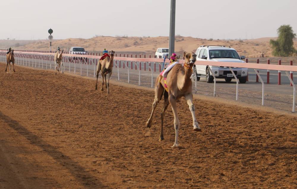 انطلاق منافسات سن الحقايق لسباق شارة ديوان رئيس الدولة في أسبوعها الثالث